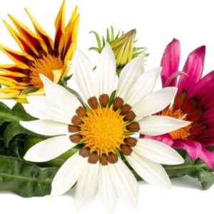 Click And Grow Click & Grow siemenet Smart Pot - Gazania, 3 kpl.