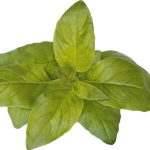 Click And Grow Click & Grow siemenet smart pottiin - Lemon Basil (SGR100X3) 3kpl.