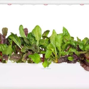 Click And Grow Click & Grow siemenet smart pottiin - Mangolds (Rainbow Chard), 3kpl.