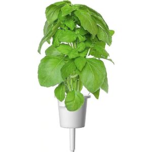 Click & Grow Smart Garden -täydennys Marseille Basilika 3kpl