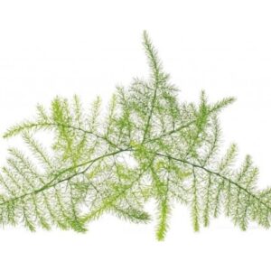 Click & Grow siemenet Smart Pot -parsa (SGR80X3) 3kpl.