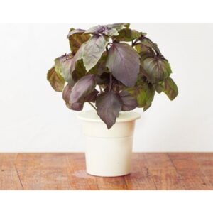 Click & Grow siemenet smart pottiin - Violet Basilika, 3kpl.